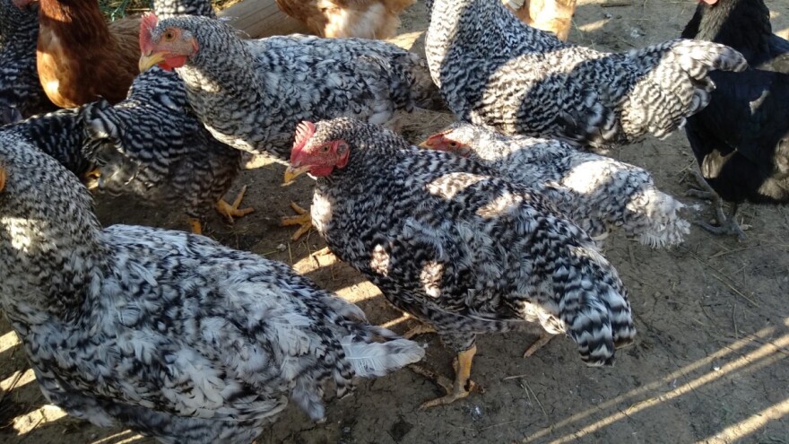 Užice ulaže u živinarstvo - cilj 20.000 koka nosilja na teritoriji grada