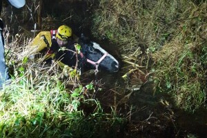 Konj upao u tri metra duboku rupu, tri sata ga pokušavali spasiti