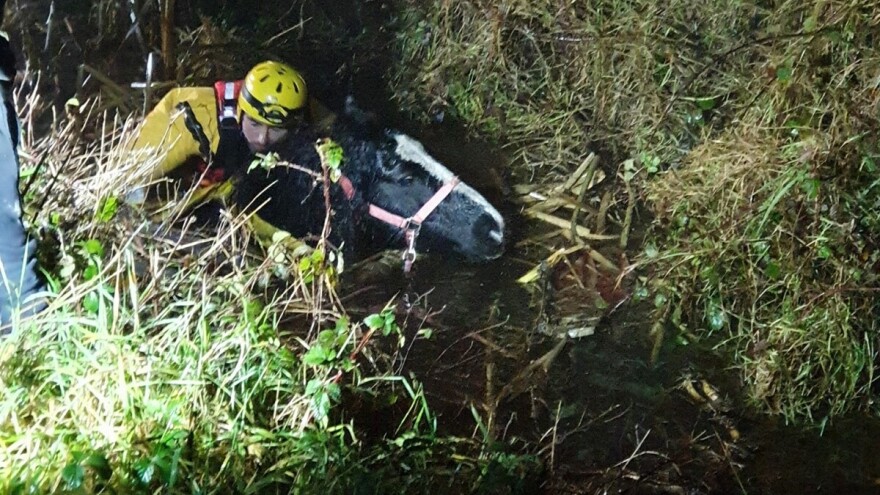 Konj upao u tri metra duboku rupu, tri sata ga pokušavali spasiti