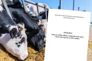 Hiljade bh. farmera proizvode mlijeko, 20 mljekara godišnje zgrne pola milijarde maraka