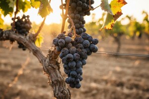 Analiza berbe grožđa 2012.