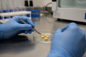 Analiza kukuruza na aflatoksin još nije gotova