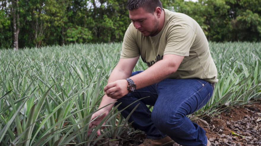 Industrija soka cvjeta, EU ostaje bez ananasa?