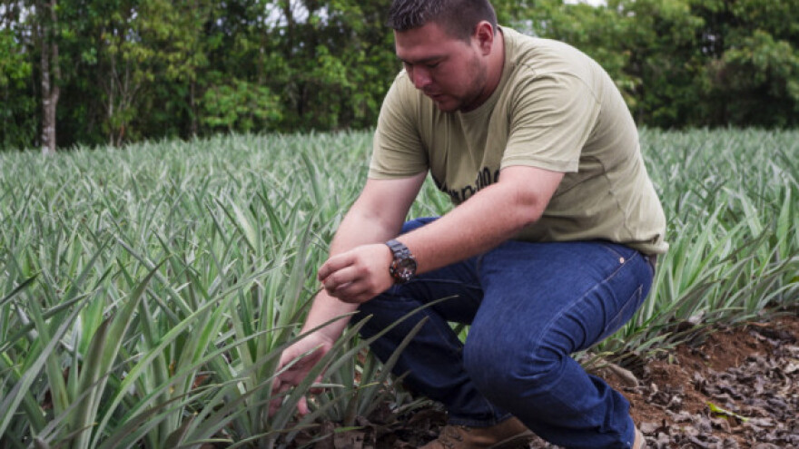 Industrija soka cvjeta, EU ostaje bez ananasa?