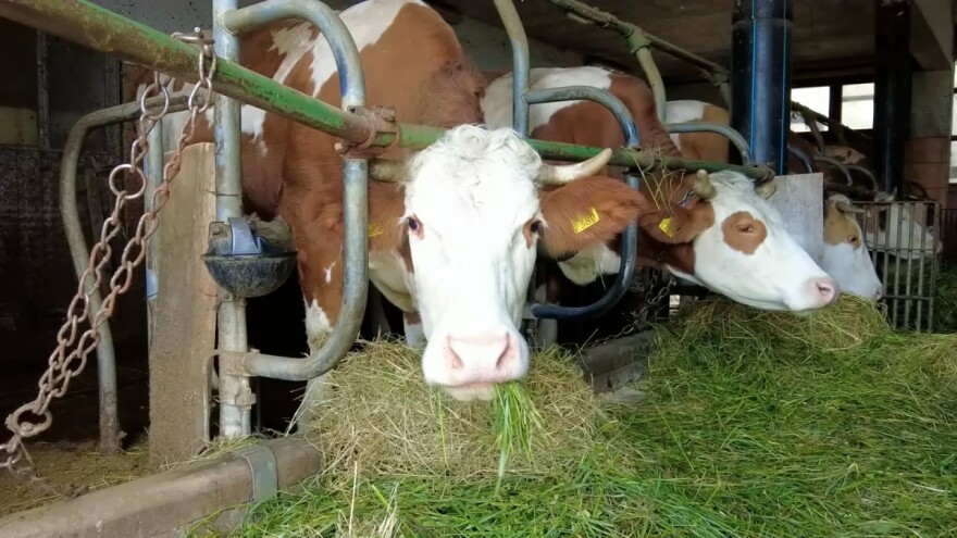 Svježe mlijeko žele dostavljati lokalnim školama, ali im ne daju?