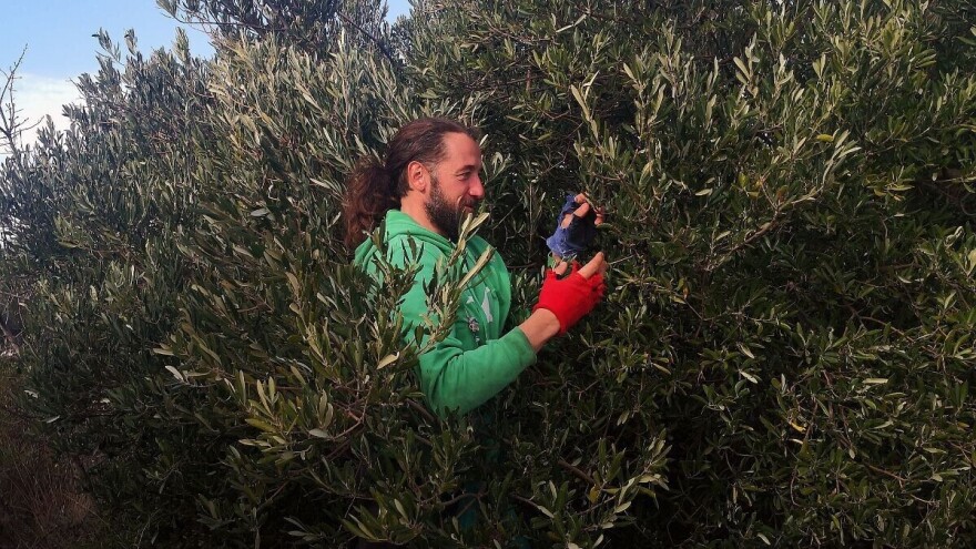 Samozaposlio se u gluho doba godine i proizveo ekstra nevino maslinovo ulje!