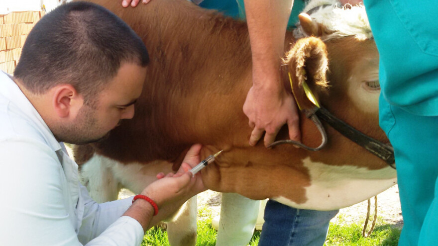 Česte intervencije kod krava i krmača