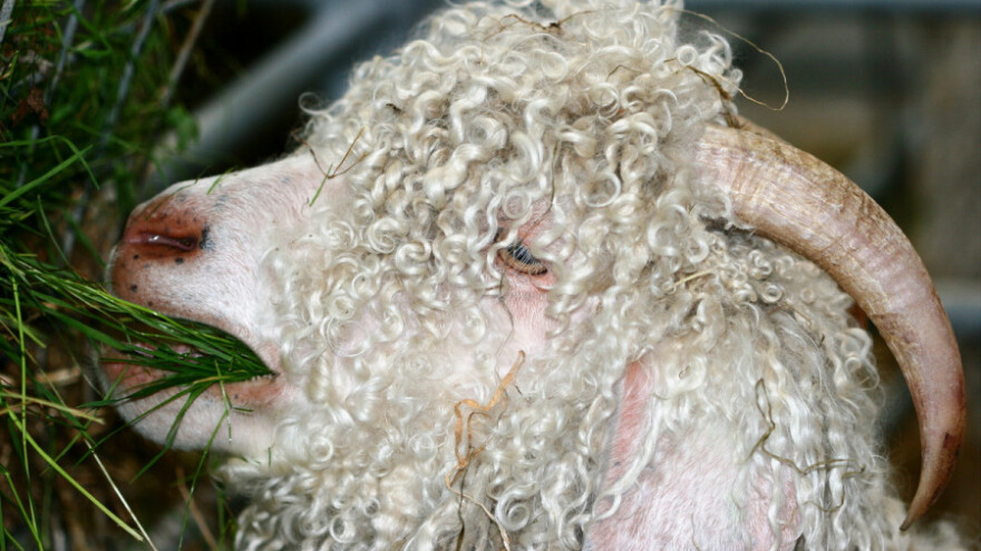 Postignuta rekordna cijena moher vune!