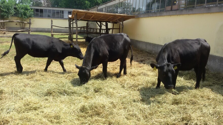 Aberdin angus osvaja svetska tržišta, a srpsko?