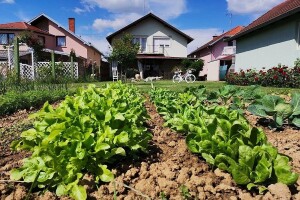 Anica Banović: Samoizolacija me potaknula na vlastiti vrt