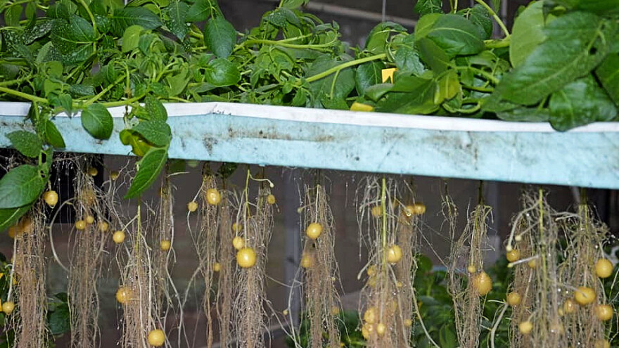 Sjemenski krumpir: Uz aeroponski uzgoj nema bolesti, a prinosi veći?