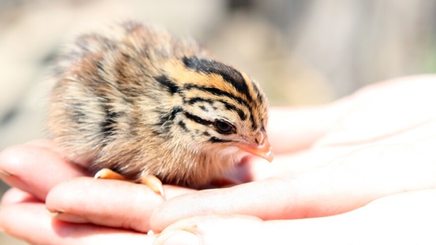 Komentirajte Prijedlog pravilnika o Upisniku obiteljskih poljoprivrednih gospodarstava