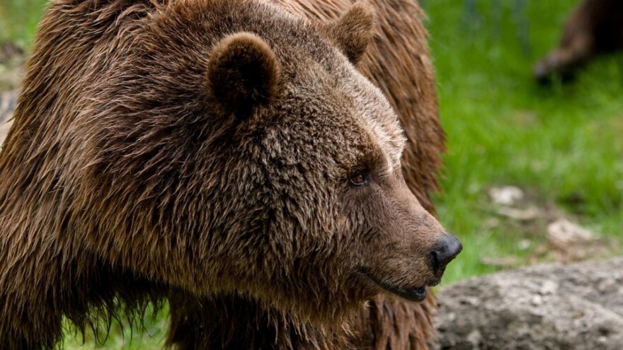 Lovca napala medvjedica, našao se između nje i mladunca