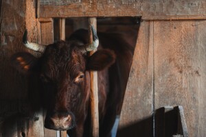 Domaći utovljeni bikovi čekaju izvoz, a uvozimo meso s listerijom?