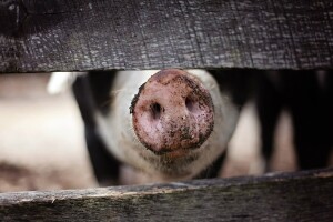 Pogođena još jedna svinjogojska farma u Bugarskoj - otkrili afričku svinjsku kugu