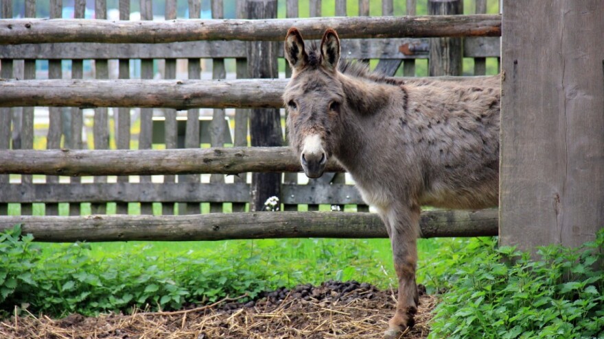 Jusupovići peletiraju magareći stajnjak i već imaju narudžbe