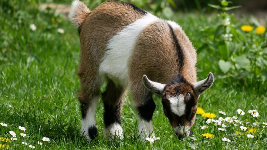 Isplaćeni svi podsticaji iz 2018.godine