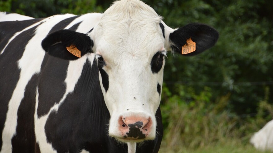 Interventni otkup junadi: Objavljene izmjene Pravilnika za podsticaje i spisak otkupljivača