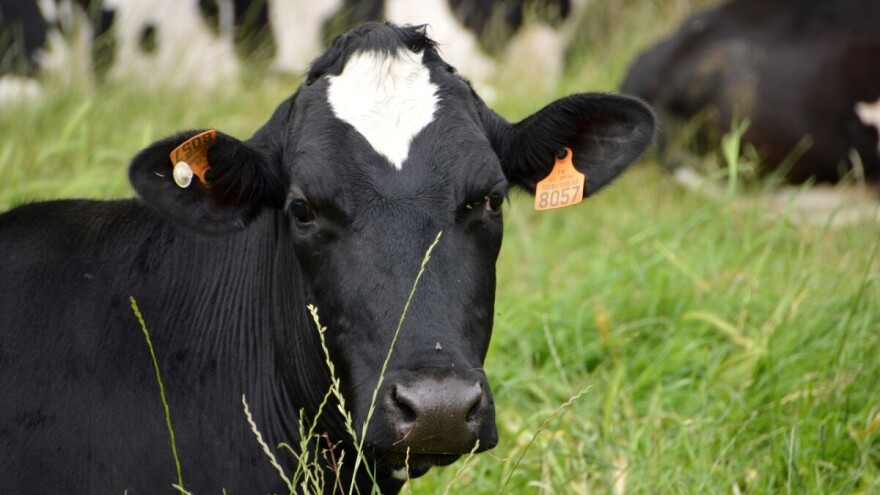 Država će sa 2 miliona KM subvencionisati interventni otkup junadi u RS?