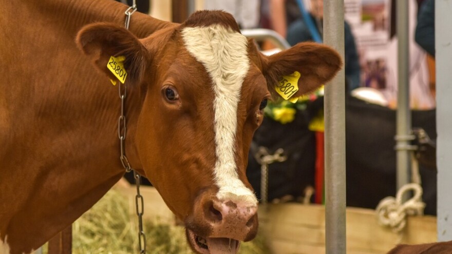 Ukrao pa prodao sedam krava? Mladiću (22) slijedi kaznena prijava