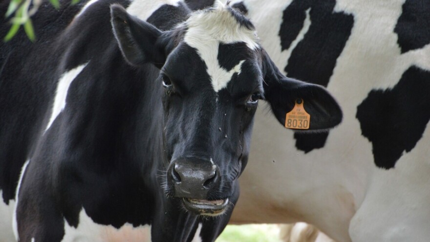 Stočarima isplaćeno 20 milijuna kuna potpore