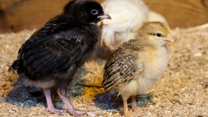 Saveti za uspešno izvođenje pilića