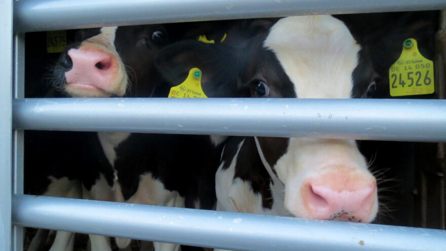 Irski stočari protiv ograničenja u prijevozu živih životinja - zašto?