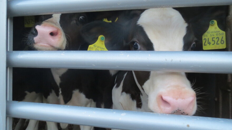 Irski stočari protiv ograničenja u prijevozu živih životinja - zašto?