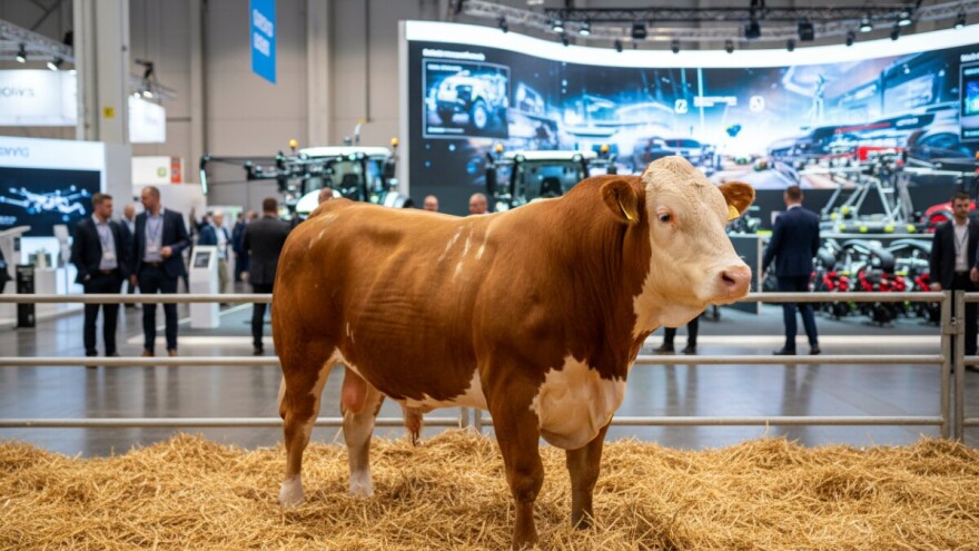 Animalia Istanbul 2014.