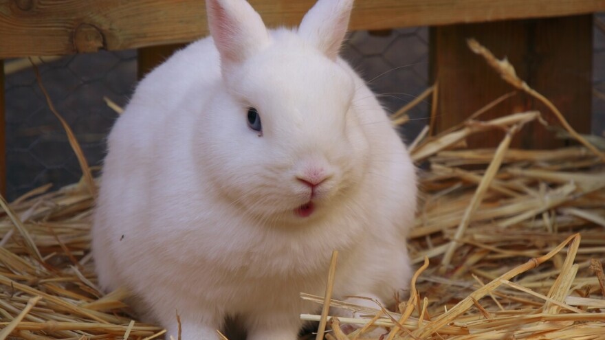 Farma kunića: Aktivisti "spasili" 16, a istovremeno ubili više od 100 zečeva?