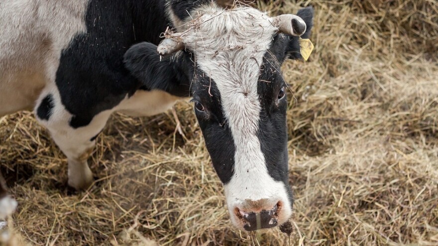 Higijena štale za mliječne krave - mehaničko čišćenje obavljati svakodnevno