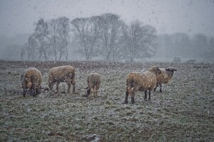 Žuti i narančasti meteo alarm: Udari vjetra i obilne padavine