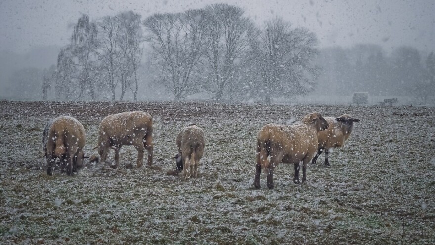 Žuti i narančasti meteo alarm: Udari vjetra i obilne padavine