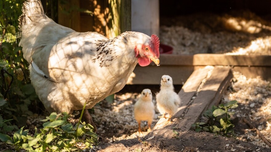 Izmjene i dopune Pravilnika o mjerama kontrole newcastlske bolesti