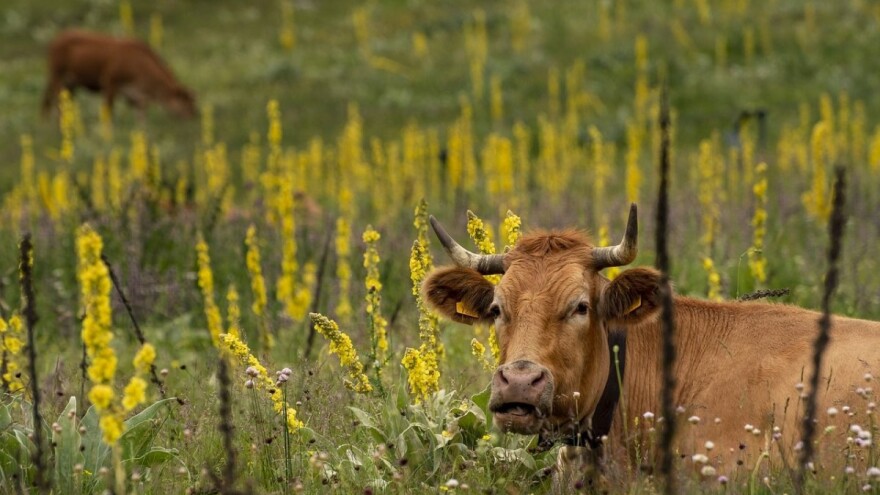 Je li križanje u stočarstvu zaista korisno?