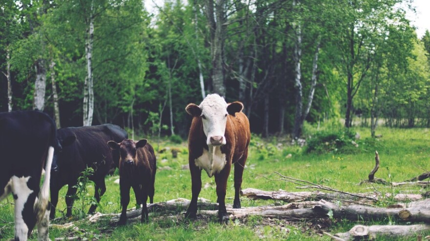 Državno šumsko zemljište stočarima u zakup na 10 godina