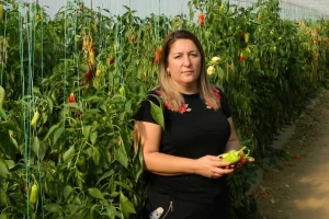 Jankovići se 15 godina uspešno bave plasteničkom proizvodnjom