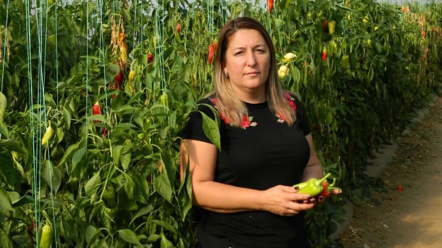 Jankovići se 15 godina uspešno bave plasteničkom proizvodnjom