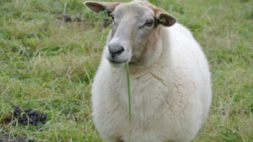 Koji je najbolji fitnes za životinje?