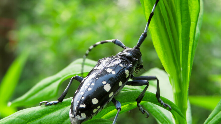 Započela eradikacija - zbog azijske strizibube uklonit će se 220 stabala
