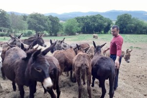 Ante Grizelj: Imam 102 magarca, proizvodim mlijeko i uživam u svom poslu