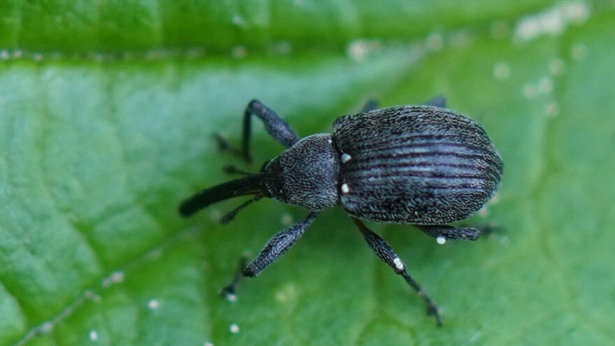 Malinin cvetojed i kako suzbiti kestenjastu pegavost maline?