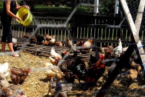 Bijeli luk i jabučni ocat umjesto antibiotika