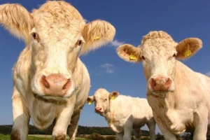 EU smanjuje upotrebu antibiotika u uzgoju stoke