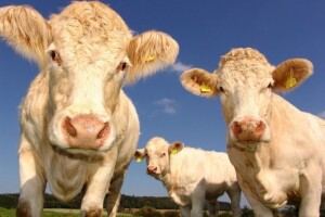 EU smanjuje upotrebu antibiotika u uzgoju stoke