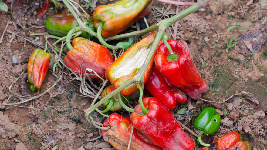 Gljivice nam prijete - poljoprivreda glavni krivac?