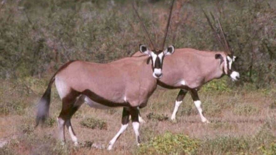 Utvrđena bolest plavog jezika