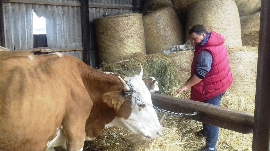 OPG Antolović mlijeko ne predaje već do 300 l dnevno prerađuju u sir i vrhnje