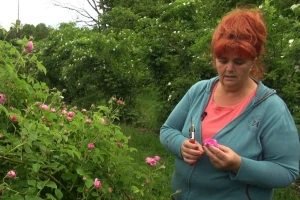 Antonija Zelenika: Na nekim grmovima šipka će biti četiri puta više nego inače