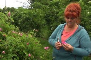Antonija Zelenika: Na nekim grmovima šipka će biti četiri puta više nego inače